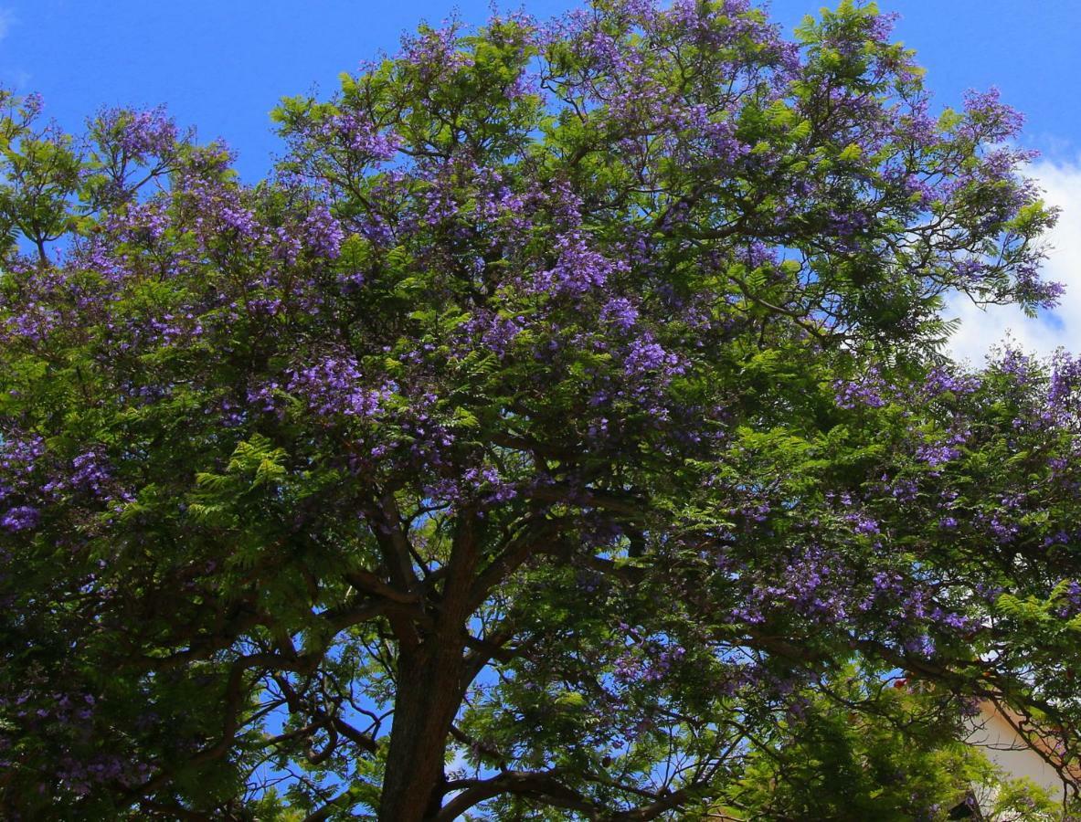 דירות פונשל Quinta Araucaria Funchal מראה חיצוני תמונה